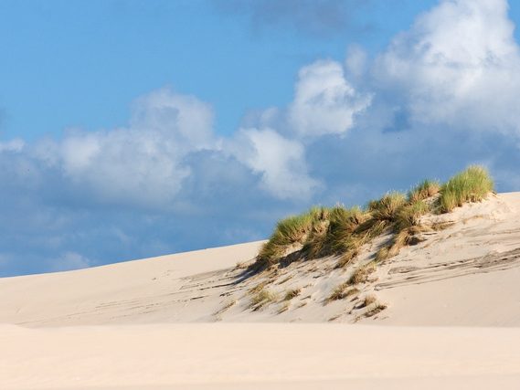Düne mit Strandhafer unter blauem Himmel